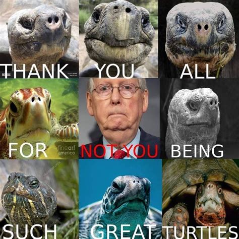 Image result for Turtle Meme