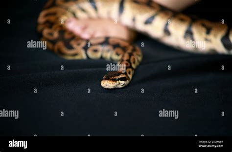 Image result for Python Snake with Legs