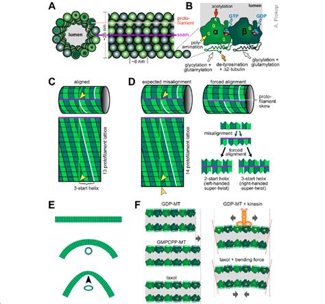 Image result for Microtubule Seam