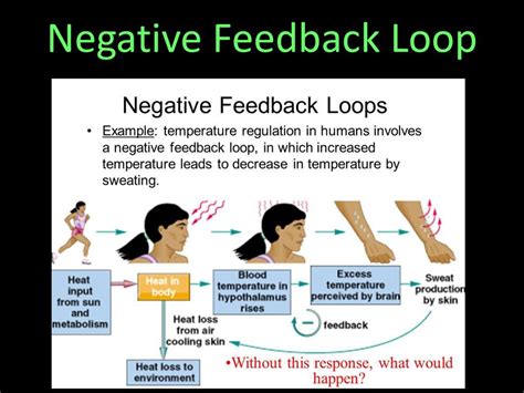 Image result for Brain Negative Feedback Loop