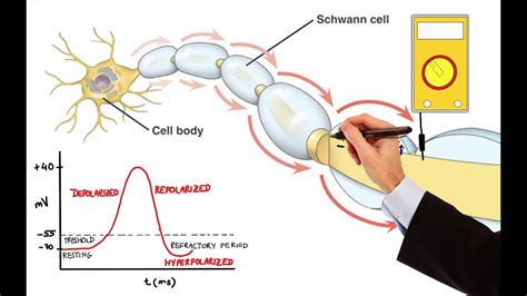 Neuron Action Potential Model に対する画像結果