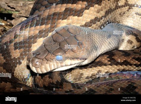 Image result for Python Australian Snake