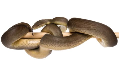 Image result for Olive Python Snake