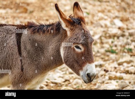 Image result for Donkey Side View