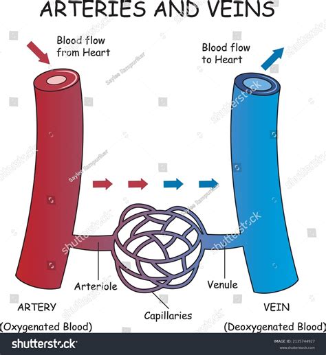 Image result for Vein Cross Section Blank Diagram Inside