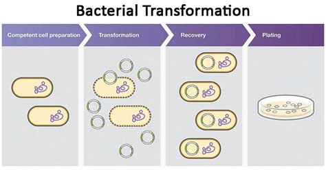 Bacterial Transformation- definition, principle, steps, examples