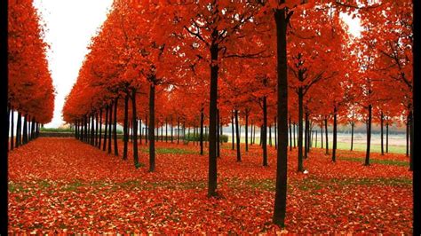 Most Colorful Fall Trees に対する画像結果
