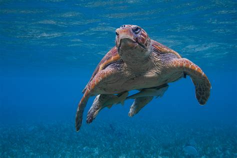 Image result for Loggerhead Swamp Turtle