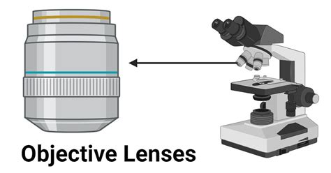 Image result for Different Lens On a Microscope Labeled