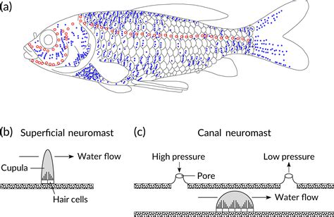 Lateral Line On a Graph に対する画像結果