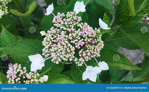 Toradh íomhá ar Briad Hydrangea Broad