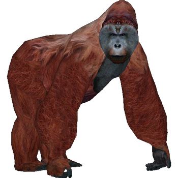 How to Tame Gigantopithecus に対する画像結果