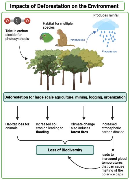 Image result for Human Impact On Organisms