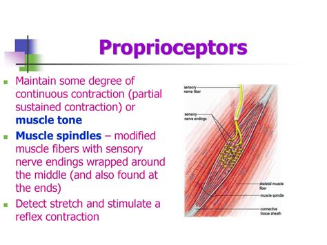 Afbeeldingsresultaten voor Proprioceptors