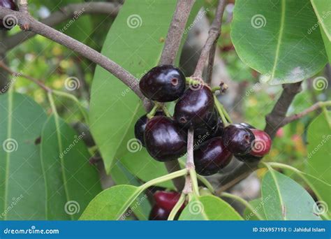 Image result for Large Java Plum Tree