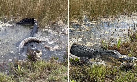 Image result for Aligator Python Florida