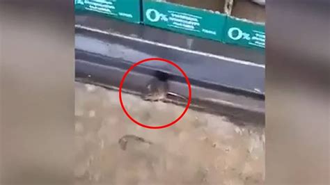 Image result for Mouse Running Around