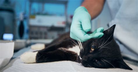 Image result for How to Help a Cat with a Urinary Blockage