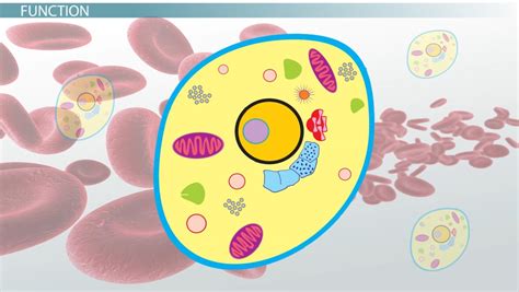 Image result for Cytoplasm Function