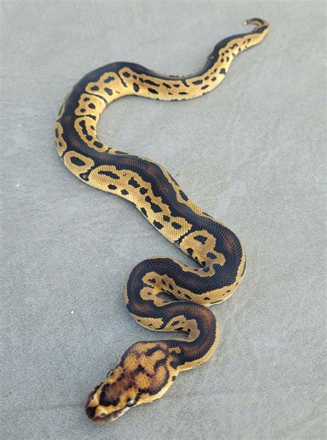 Image result for Fire Trident Ball Python