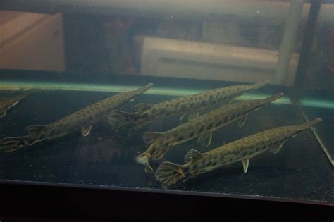 Gar Fish with Flowers に対する画像結果