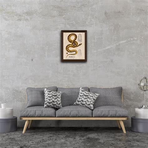 Image result for Skeleton of Python De Seba