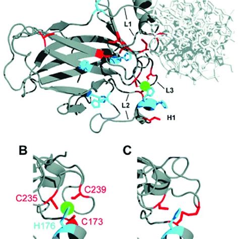 Toradh íomhá ar DNA-binding Domain Structure