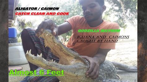 Afbeeldingsresultaten voor Alligator Catch Clean and Cook