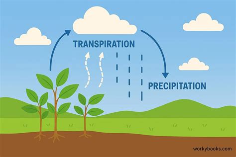 Image result for Transpiration in Water Cycle Examples