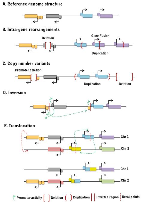 Toradh íomhá ar Structural Variation