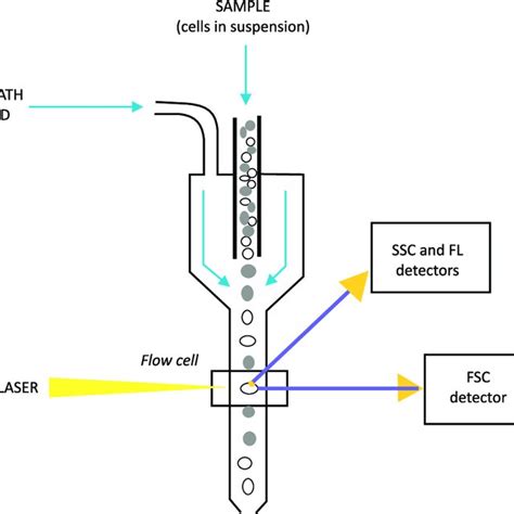 Afbeeldingsresultaten voor Flow Cytometry Principle