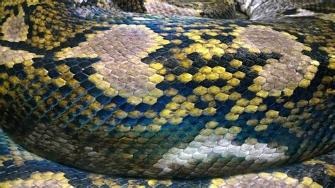 Image result for Reticulated Python Man Eater