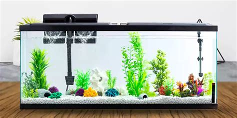 Fish Tank Setup for Beginners | Essential Tips & Tricks