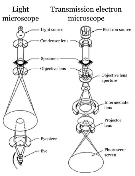 Toradh íomhá ar Light Microscope vs Electron Microscope