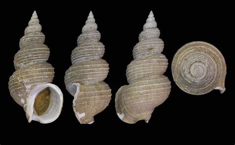 Toradh íomhá ar Types of Whelk Shells