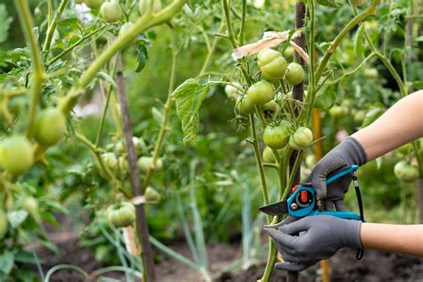 Image result for How to Prune a Tomato