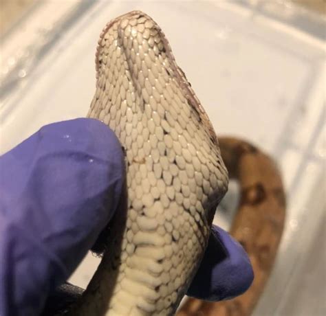 Afbeeldingsresultaten voor Septicemia Ball Python