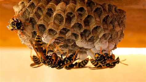 Image result for Bee and Wasp Control