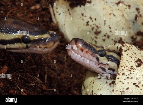 Normal Ball Python Hatchling に対する画像結果