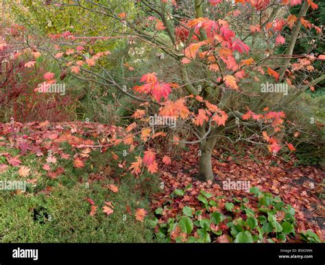 Image result for Acer Japanese Maple Tree Root System