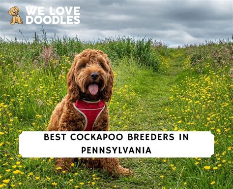 Image result for Cockapoo Puppy Breeders