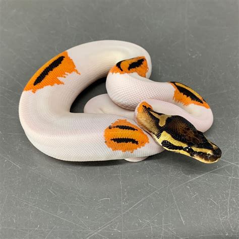 Image result for Cute Python Snake