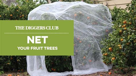 Image result for How to Bird Net a Fruit Tree