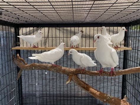 Image result for Dove Aviary