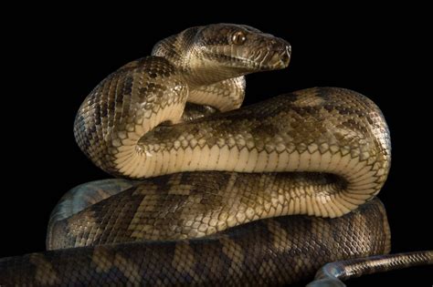 Halmahera Python に対する画像結果