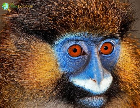 Image result for App Google Guenon