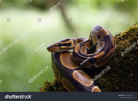 Image result for Royal Python in the Wild
