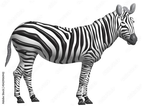 Image result for Zebra Design No Background