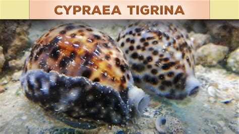 Image result for Most Rare Sea Shells