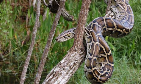 Royal Python Wild Landscape-साठीचा प्रतिमा निकाल